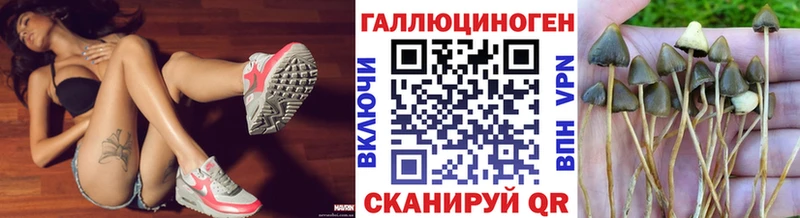 Купить закладки  Новозыбков  Псилоцибиновые грибы GOLDEN TEACHER 